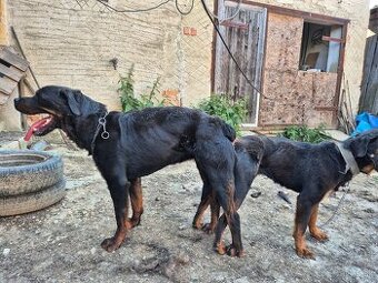 Rotweiler
