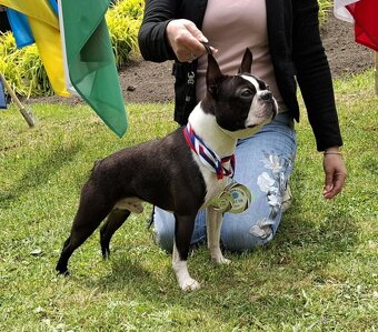 Boston,Bostonský teriér,Boston Terrier s PP - krytie