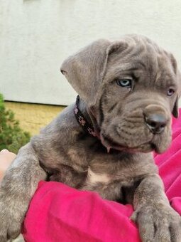 CANE CORSO šteniatka s PP/ FCI rodokmen