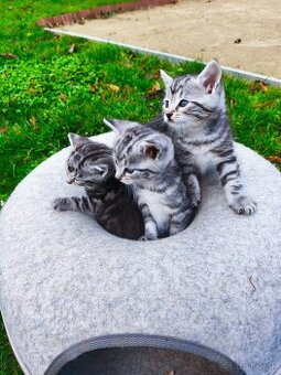 Mainska myvalia mačka bez PP