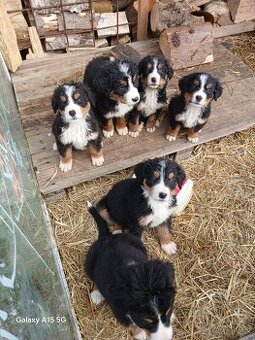 Bernský salašnícky pes