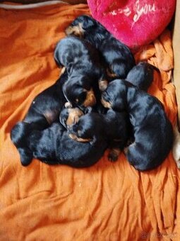 Jazvečík krátkosrsty,trpaslíči