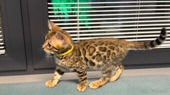 Bengalska mačka s rodokmeňom, Bengal Cat