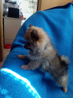 Špic, nemecký špic, oranžový špic