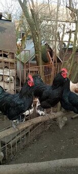 Kohúty Australorpky