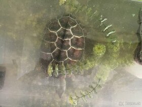 Vodná korytnačka