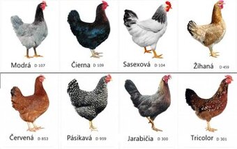 Mladky viac druhov farieb ihneď k odberu Aj z dovozom