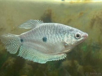Modrý gourami