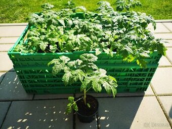 Predám planty paradajok - 1