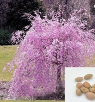 Sakura, Čerešňa pilkatá