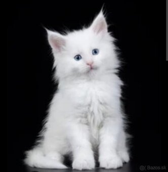 Mačiatka MAINE COON