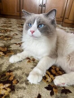 Ragdoll