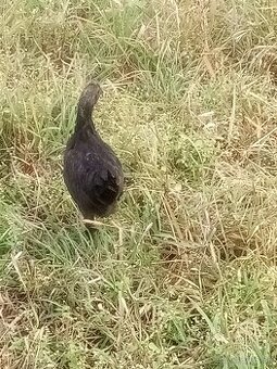 Plemeno AYAM cemani Kohuty a sliepka