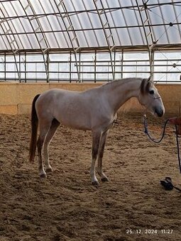 Andalúzsky žrebček 3 ročný