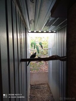 Papagáj královský