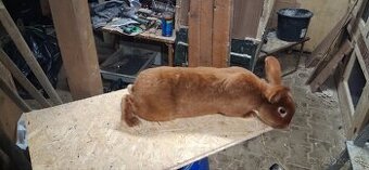 Saténový červený kralik