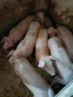 Predám prasce landras