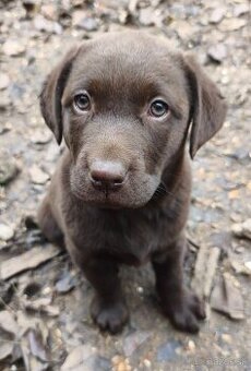 Čokoládový labrador