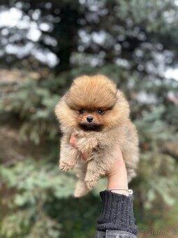 Boo šteniatka pomeraniana