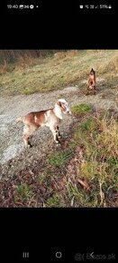 Anglonubinske  kozy