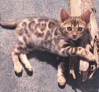 Bengalska macicka