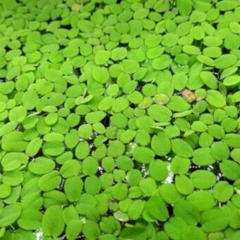 Salvinia natans