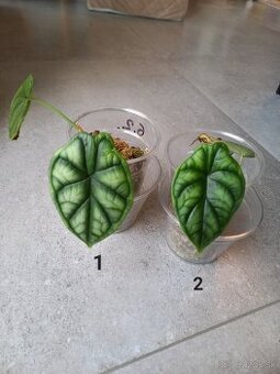 Alocasia dragon scale