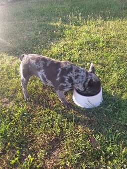 Francuzsky buldocek blue merle