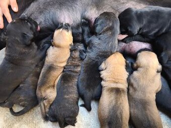Cane corso