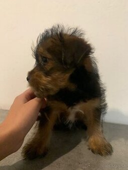 Jorkšírsky teriér