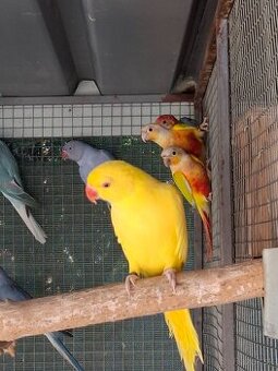 Alexander malý žltý polokrotký