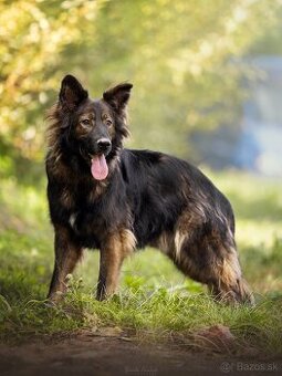 Darujem nádherného psa Ramiho - nemecký ovčiak bez PP - 1