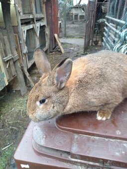 Predám viedenských kralikov