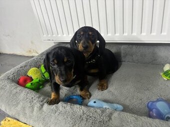 Jazvečík kratkosrstý