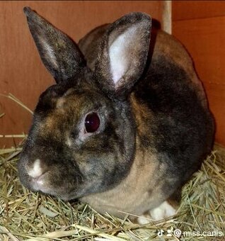 Zakrslý Králik Mini Rex Samec
