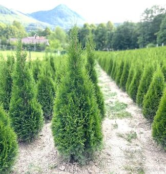 tuja smaragd 180cm-14€ AKCIA