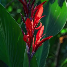 Canna indicka