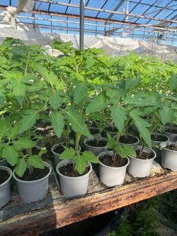 Zeleninové priesady, planty, muškáty