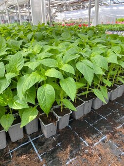 Zeleninové priesady, planty, muškáty