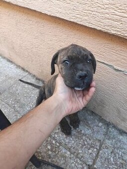 Cane Corso Šteniatka