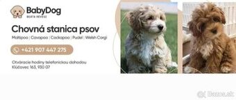 Maltipoo cavapoo Cockapoo