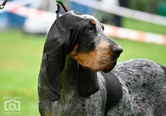 Velký gaskonský pes s PP FCI jako bracco italiano bloodhound