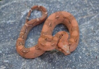 Boa Constrictor - Velhad Kralovsky