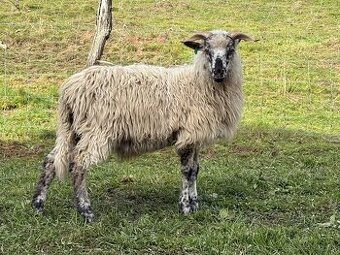 Barany pôvodná valaška