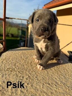 Šteniatka cane corso kríženec