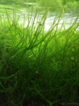 Predám Jevsky mach do akvária. 1l za 6€, krevetky, poter