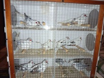 Holubok diamantovy straka