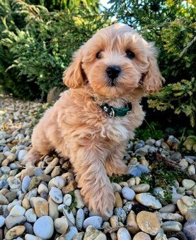 Maltipoo