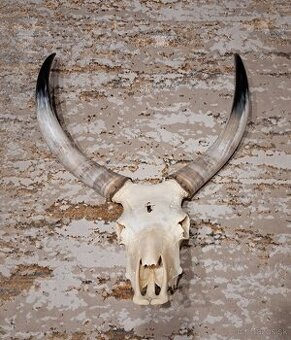 Trofeje, maďarský stepný