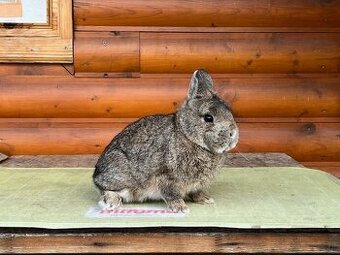 Zdrobneny divosfarbeny